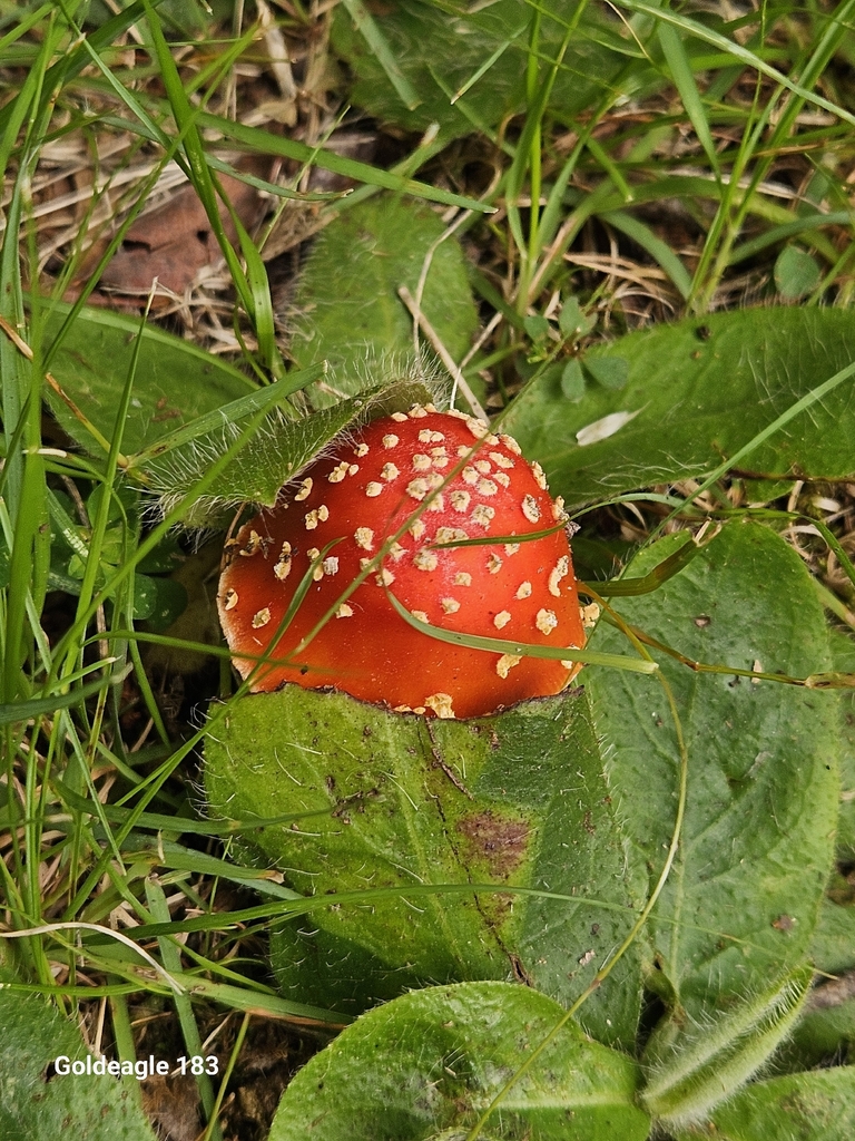False Caesar's Mushroom · June 2026 · photo: Photo: (c) Gold eagle Kroll, some rights reserved (CC BY) · iNaturalist