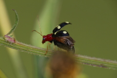 Gynandrobrotica lepida