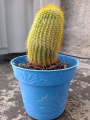 Parodia lenninghausii