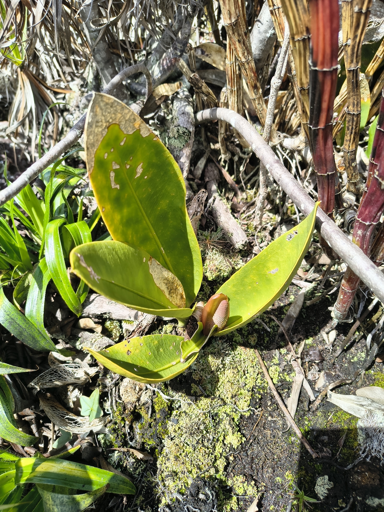 Anthurium erskinei Mayo