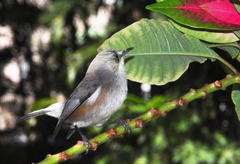 Zosterops borbonicus