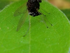 Chrysopilus basilaris
