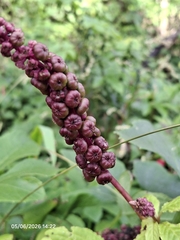 Phytolacca thyrsiflora, photograph (c) Giovanna Roque de Castro, some rights reserved (CC BY-SA)