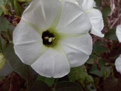 Ipomoea corymbosa