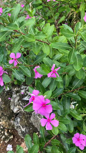 Madagascar Periwinkle