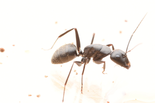 Japanese Carpenter Ant