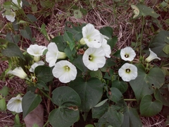 Ipomoea corymbosa
