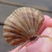 Articulate Brachiopods - Photo (c) Connor, some rights reserved (CC BY-NC), uploaded by Connor