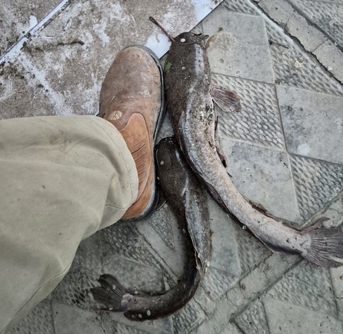 Sharptooth Catfish