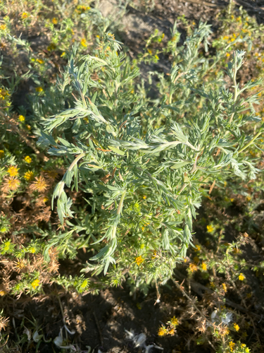 Bassia hyssopifolia, photograph 5