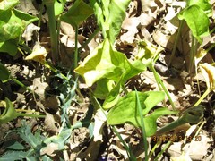 Arum cylindraceum