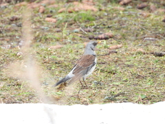 Turdus pilaris