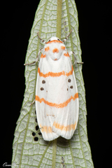 Cyana subalba