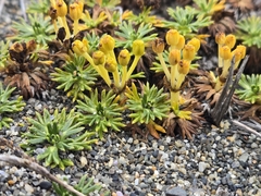 Azorella trifurcata
