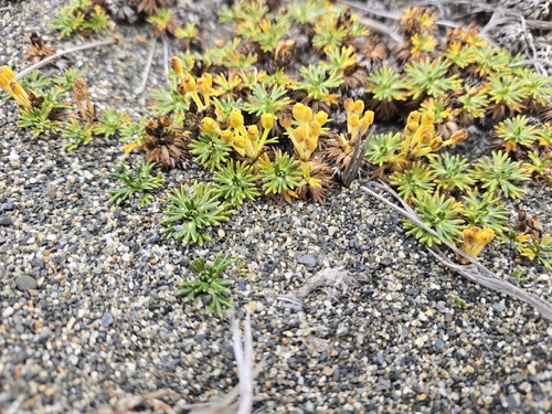 Azorella trifurcata, photograph 1