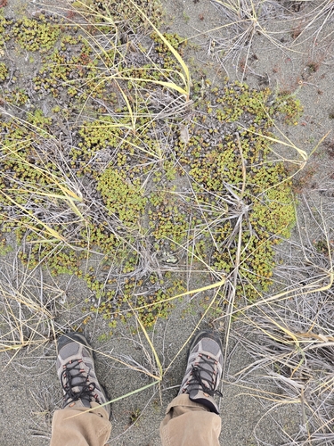 Azorella trifurcata, photograph 2