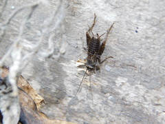 Modicogryllus
