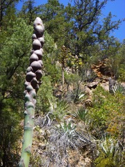 Agave moranii