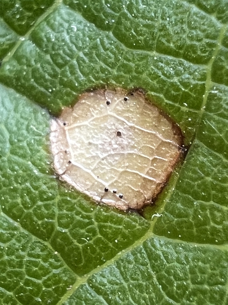 Phyllosticta negundinis