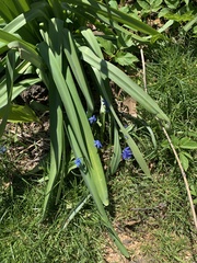 Scilla siberica
