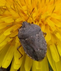 Hymenarcys nervosa