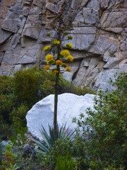 Agave moranii