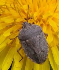 Hymenarcys nervosa