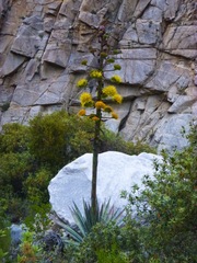 Agave moranii