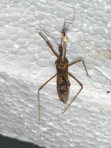 Epidaus tuberosus