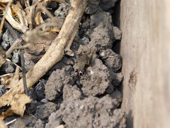 Modicogryllus