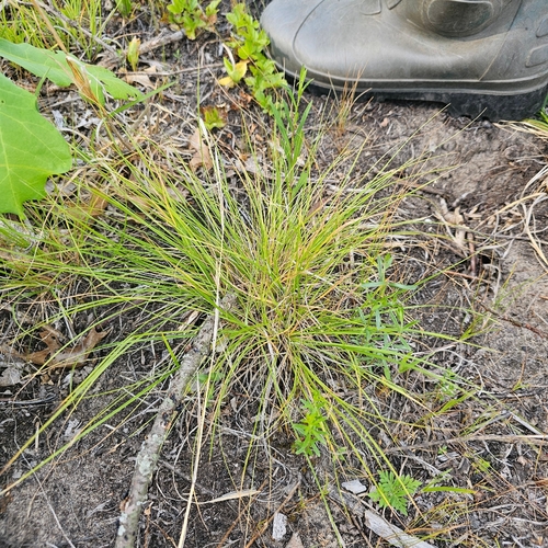 Carex albicans observed 2026-06-06