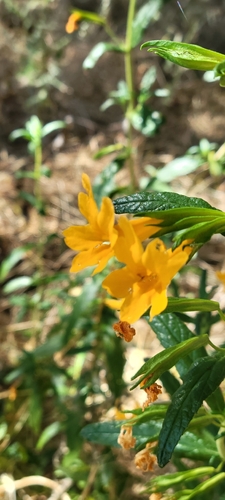 Diplacus aurantiacus
