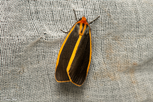 Genus Churinga · iNaturalist