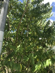 Phyllanthus acidus