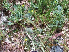 Trifolium sylvaticum