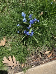 Scilla siberica