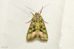 Euplexidia pallidivirens