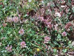 Trifolium hirtum