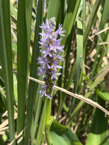 pickerelweed