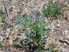 Lupinus hispanicus