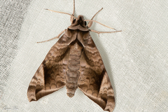 Acosmeryx naga