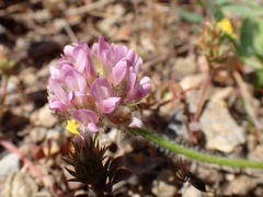 Astragalus echinatus