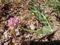 Astragalus echinatus