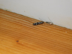 Mompha sturnipennella