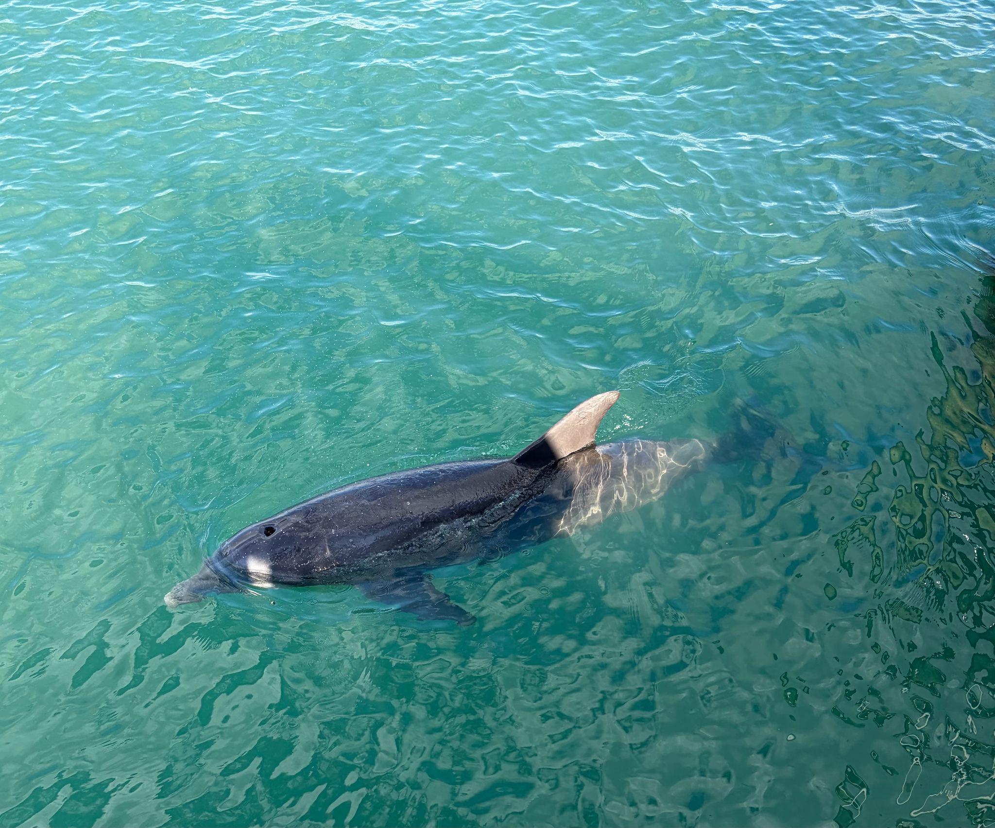 Tursiops truncatus