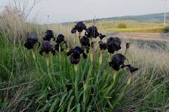 Iris atrofusca