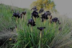 Iris atrofusca