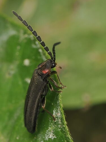 Dotted Firefly