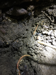 Bipalium adventitium