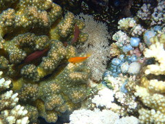 Pseudocheilinus hexataenia